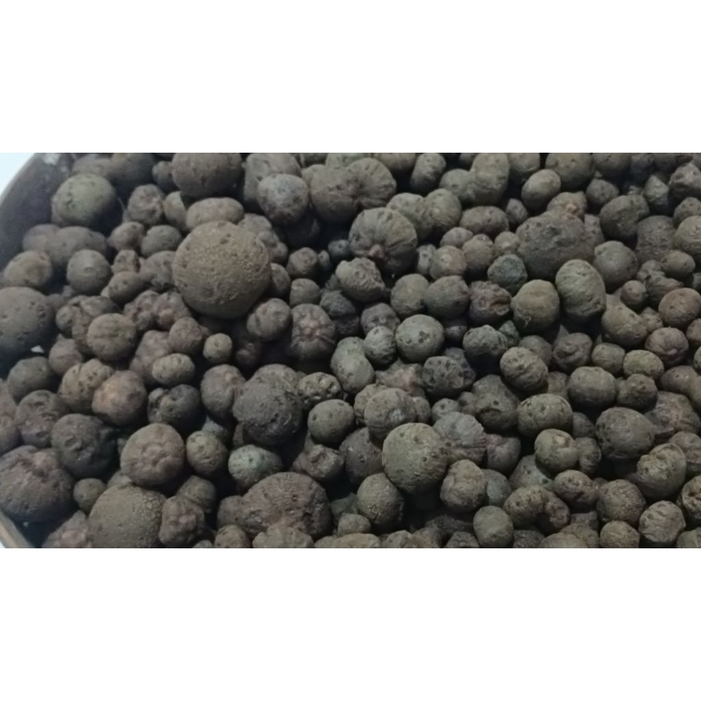 Bibit Katak Porang 1 KG