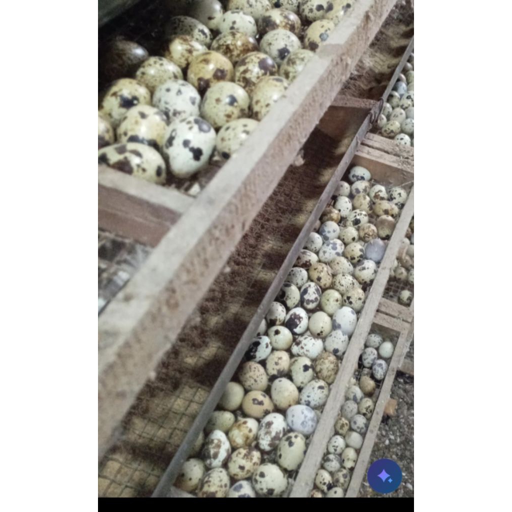 Telur Puyuh Fertil - Telur Puyuh Fertil Rebus, Praktis untuk Konsumsi dan Peternakan/ telur puyuh