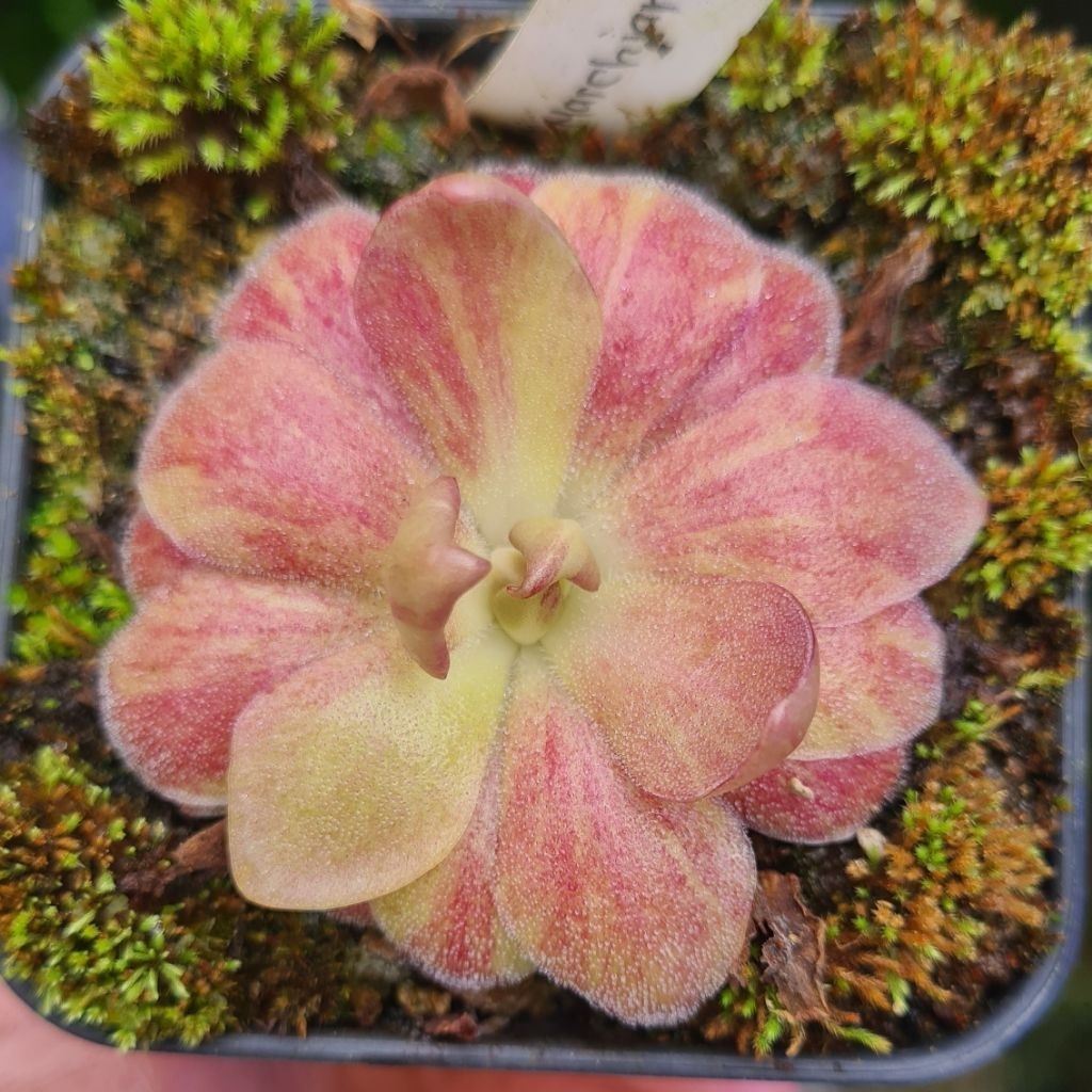 varigata pinguicula marciano tanaman karnivora