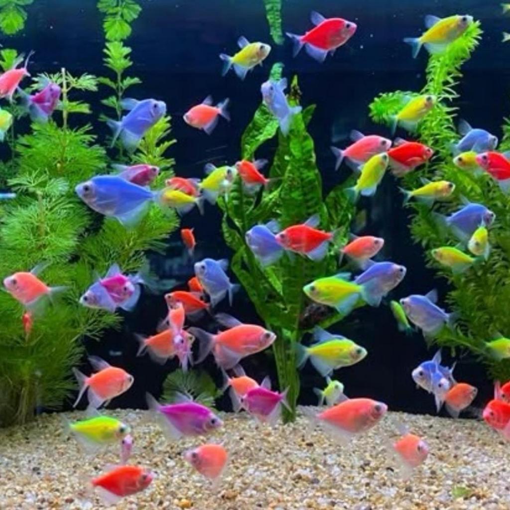 Ikan Hias Air Tawar GlowFish