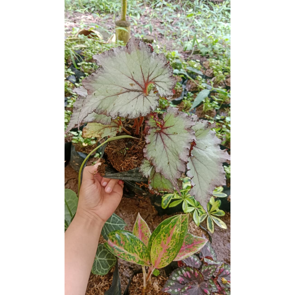 GROWPLANT - Begonia Pink Beauty