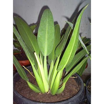 GROWPLANT-Pilo karet Pilo Katak-Otdoor