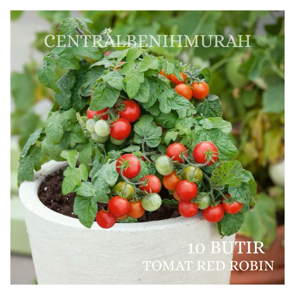 10 BUTIR BENIH TANAMAN TOMAT RED ROBIN