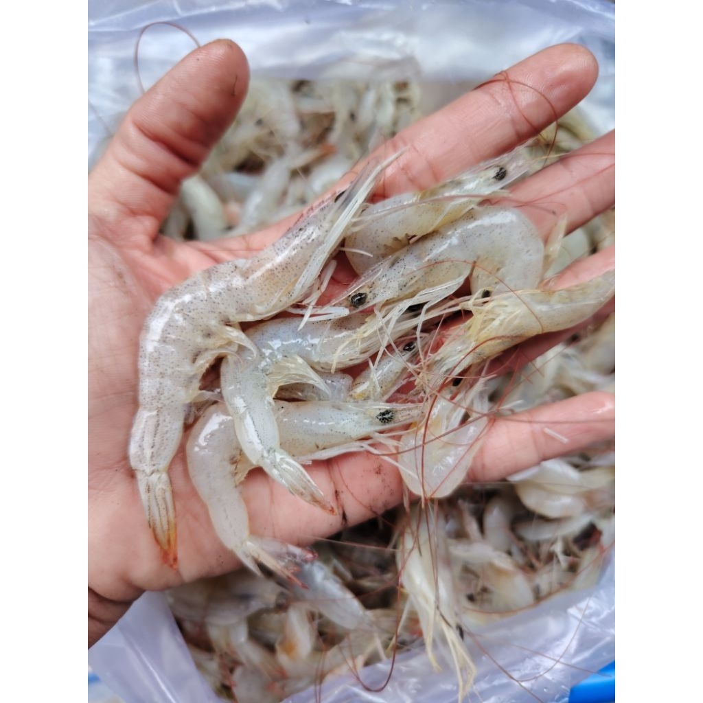 UDANG KECIL UDANG SEGAR