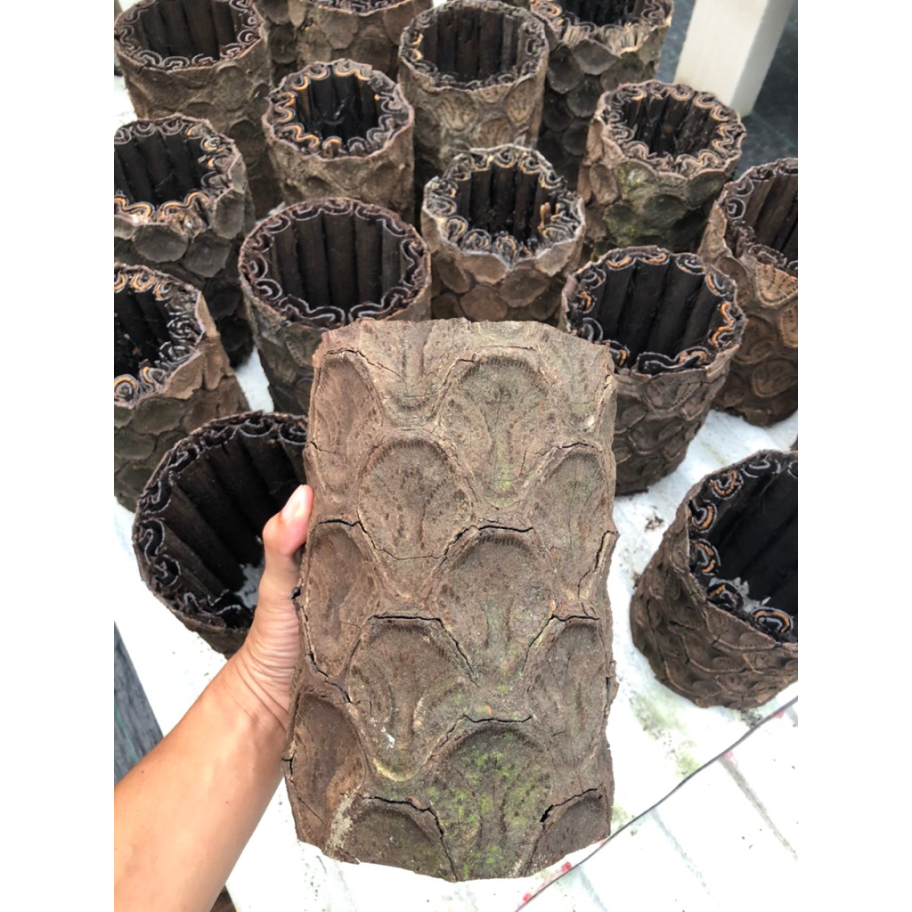 Pot Kayu Pakis Aesthetic Murah