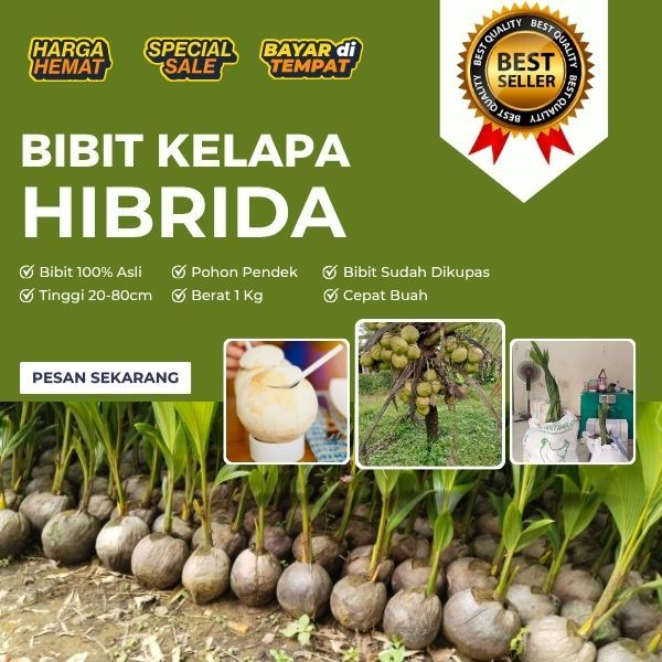 ASLI 100% Tanaman Kelapa Hibrida F1, Tanaman Kelapa Hibrida Genjah