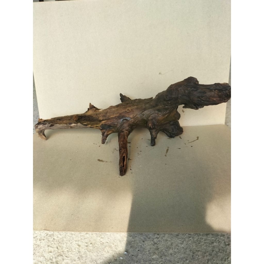 Kayu Aquascape akar