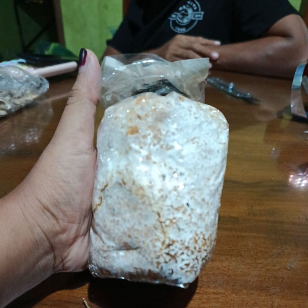 Bibit Jamur Tiram Putih F2 - Kemasan Plastik, Media Jagung Serbuk, Tingkat Kontaminasi Rendah