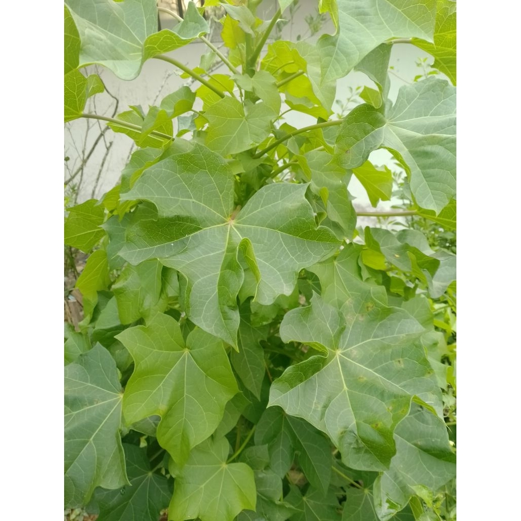 Daun Jarak Pagar
