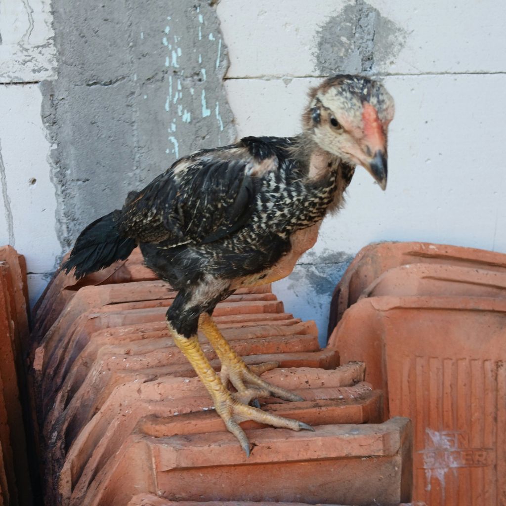 Anakan Ayam Bangkok Trah Super Pilihan