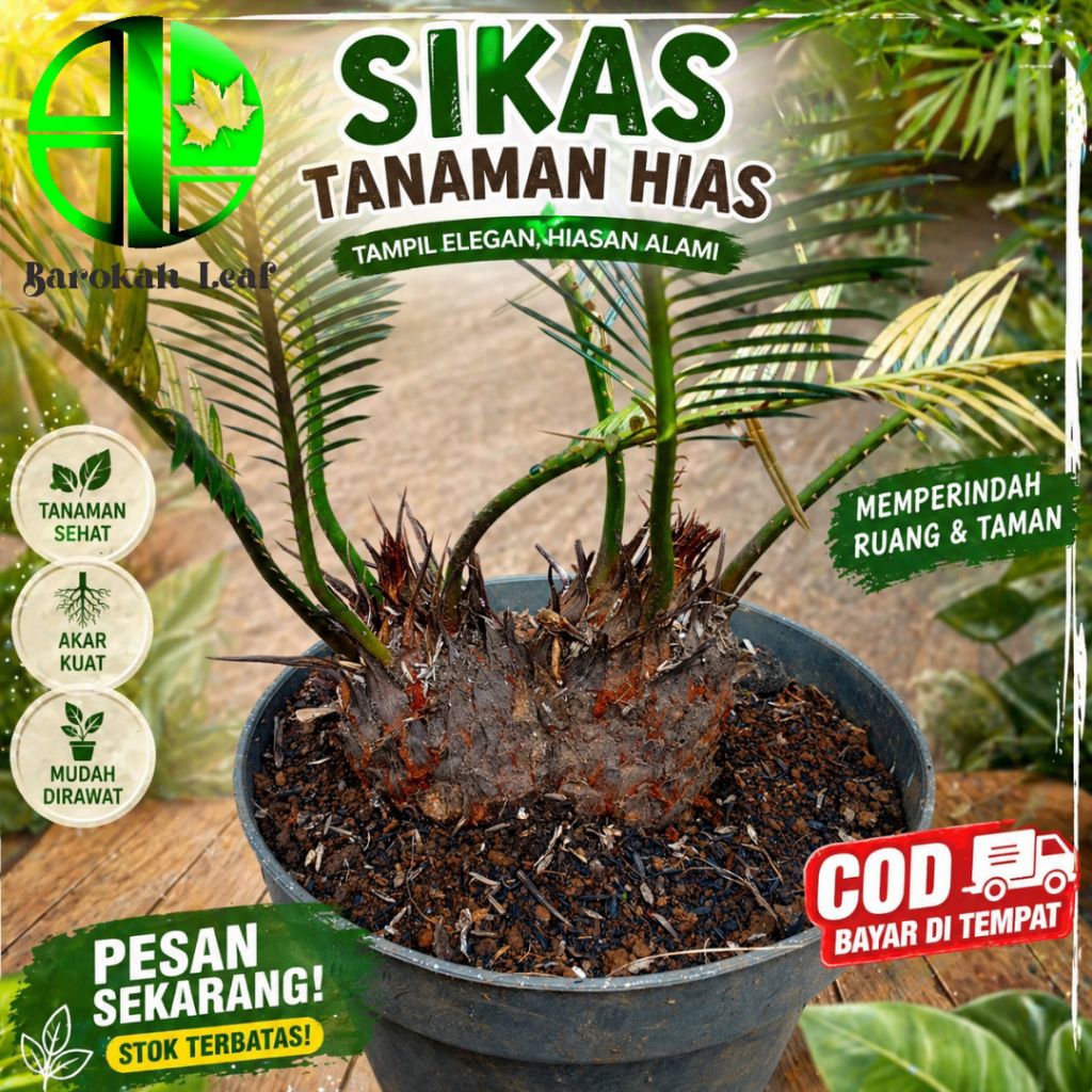 Sikas Bonggol Cabang 2 Super Unik Rare | Tanaman Hias Cycas Eksotis Koleksi Premium