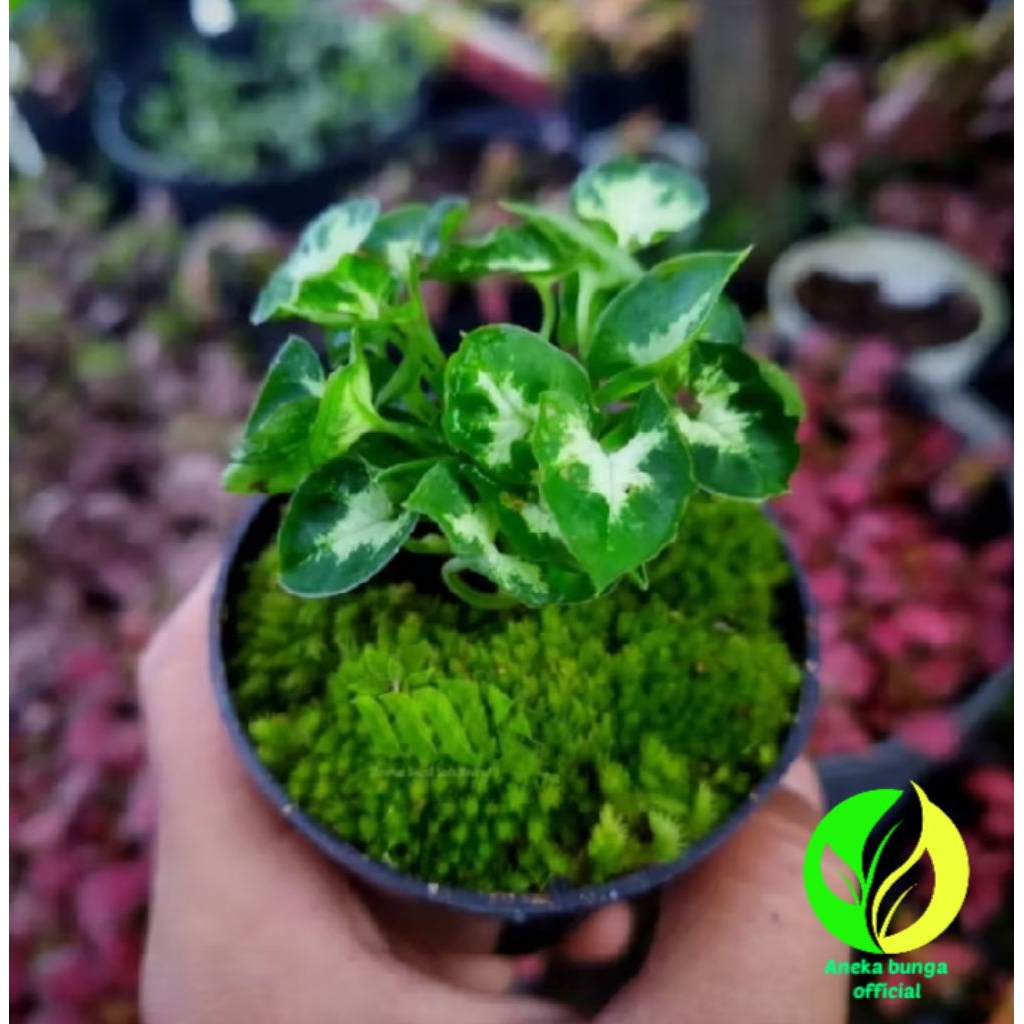 POHON SYNGONIUM LILIPUT ( SYNGONIUM MINI ) TANAMAN HIAS SYNGONIUM MINI