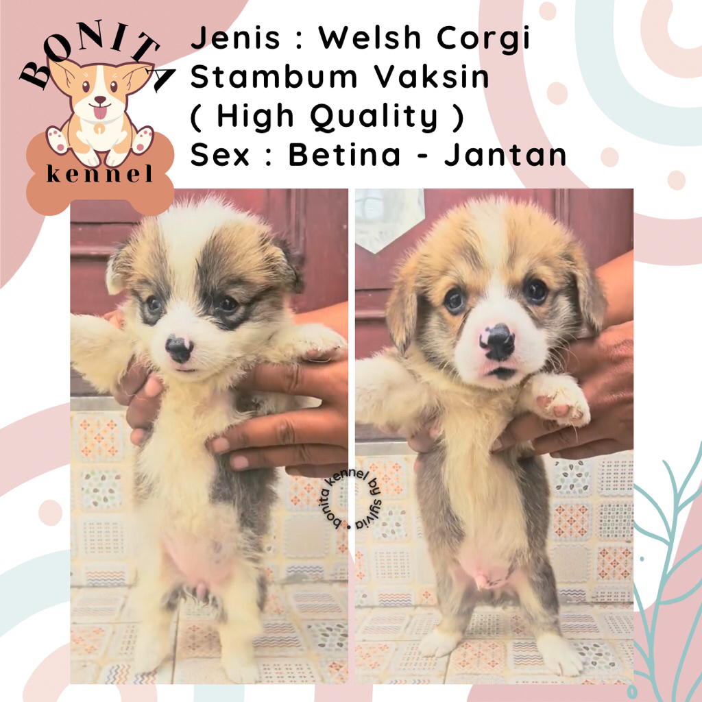 Welsh Corgi Stambum Jantan Betina Anjing Corgi Tricolor Sable