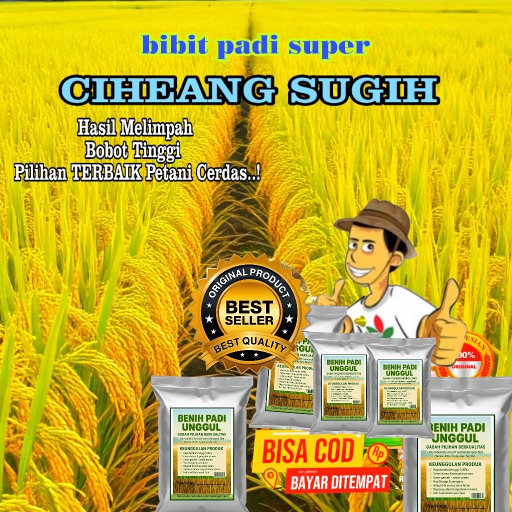 BENIH BIBIT PADI CIHERANG SUGIH SUPER ORIGINAL