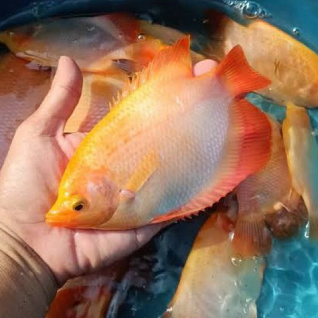 [Chan Aquatic] Ikan Hias Gurame Padang Size 10-12cm