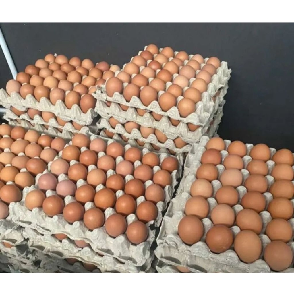 telur ayam negri