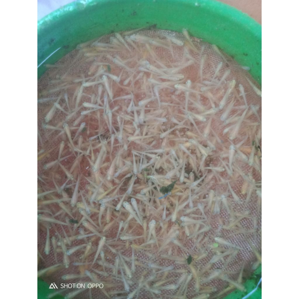 burayak koi kumpay