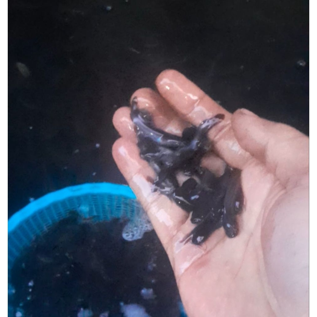 bibit ikan lele sangkuriang ukuran 2-4 cm per ekor