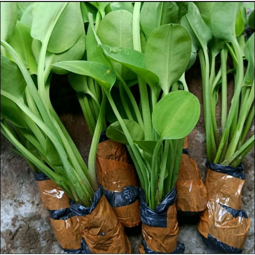 Bibit genjer sayur organik siap tanam