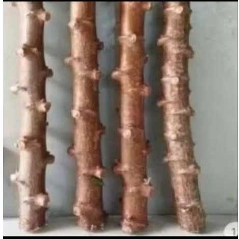 5 batang bibit stek ubi kayu ubi singkong batang jumbo