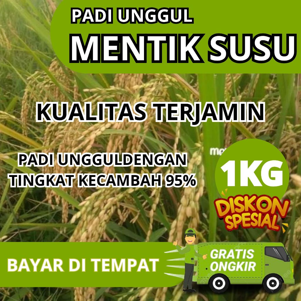 Benih padi mentik wangi susu, mentik susu kemasan 1kg original
