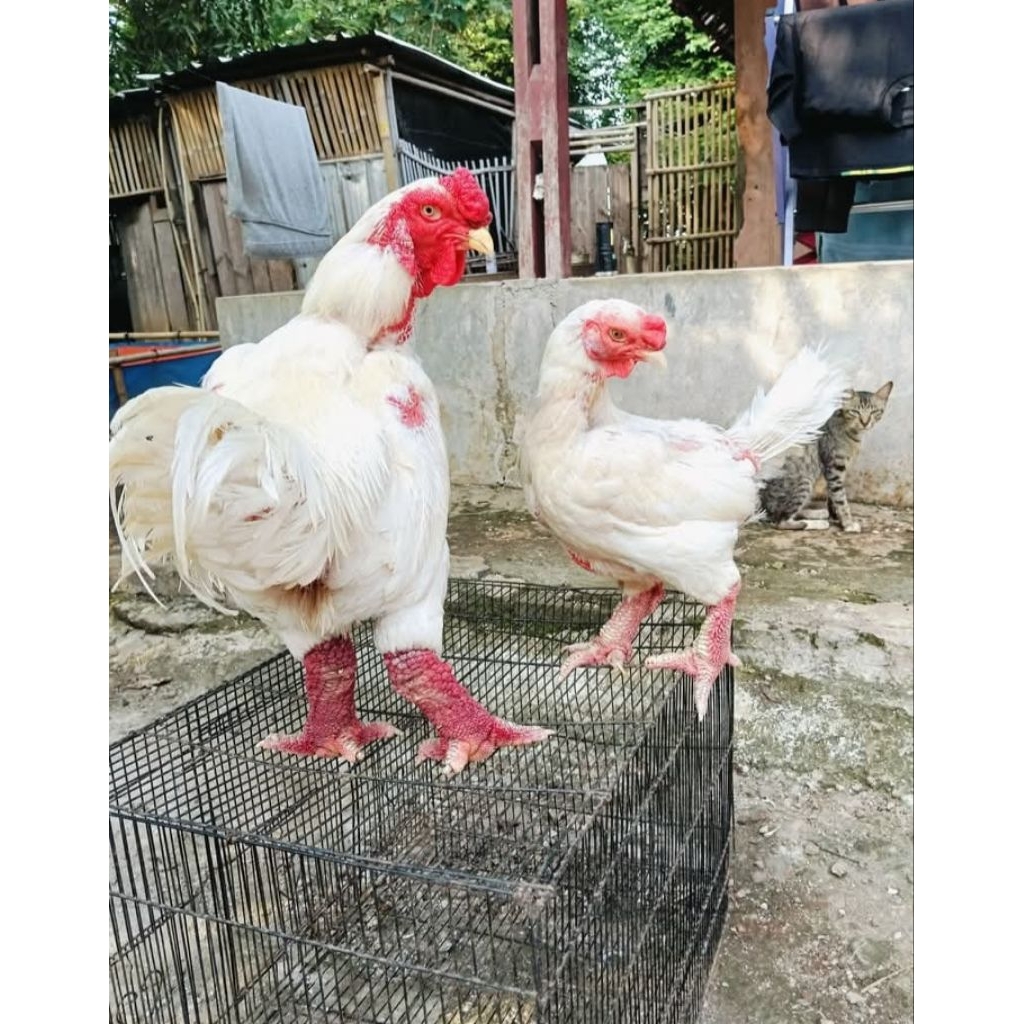 Ayam Hias DongTao Vietnam Kaki Naga Super