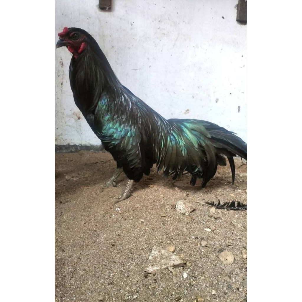Ayam Hias Black Sumatera Super