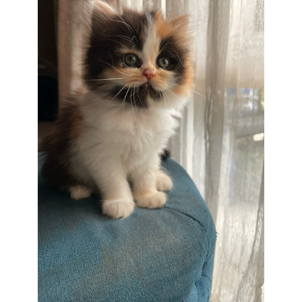 Bsh x munchkin