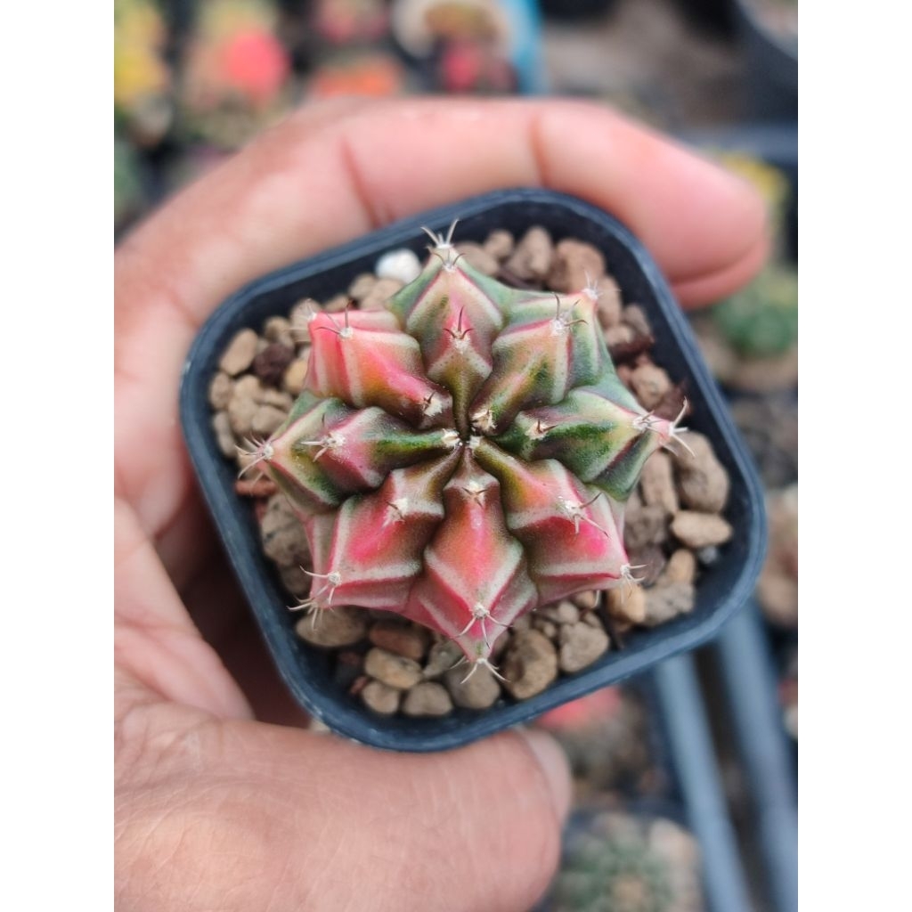 miha new hybrid varigata seedling selected