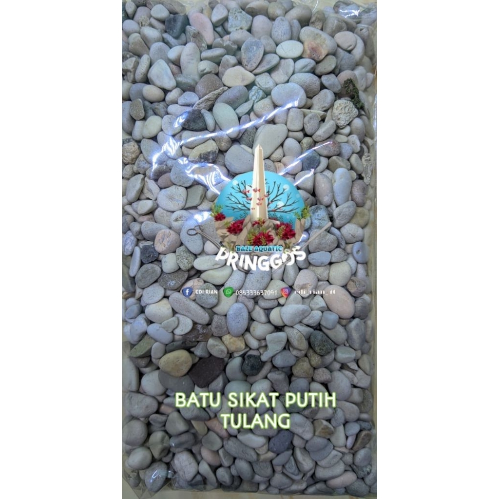 BATU SIKAT PUTIH TULANG, AQUARIUM