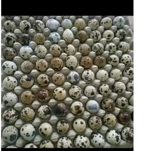 telur puyuh mentah 1kg