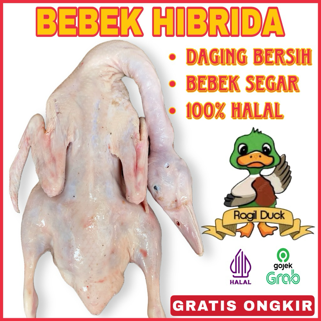 BEBEK HIBRIDA 1.2KG
