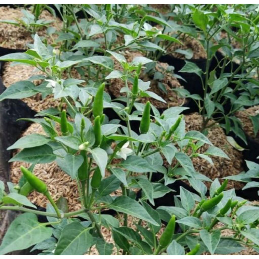 BIBIT POHON CABE/TANAMAN BIBIT POHON CABE/TANAMA BIBIT POHON CABE RAWIT HIJAU