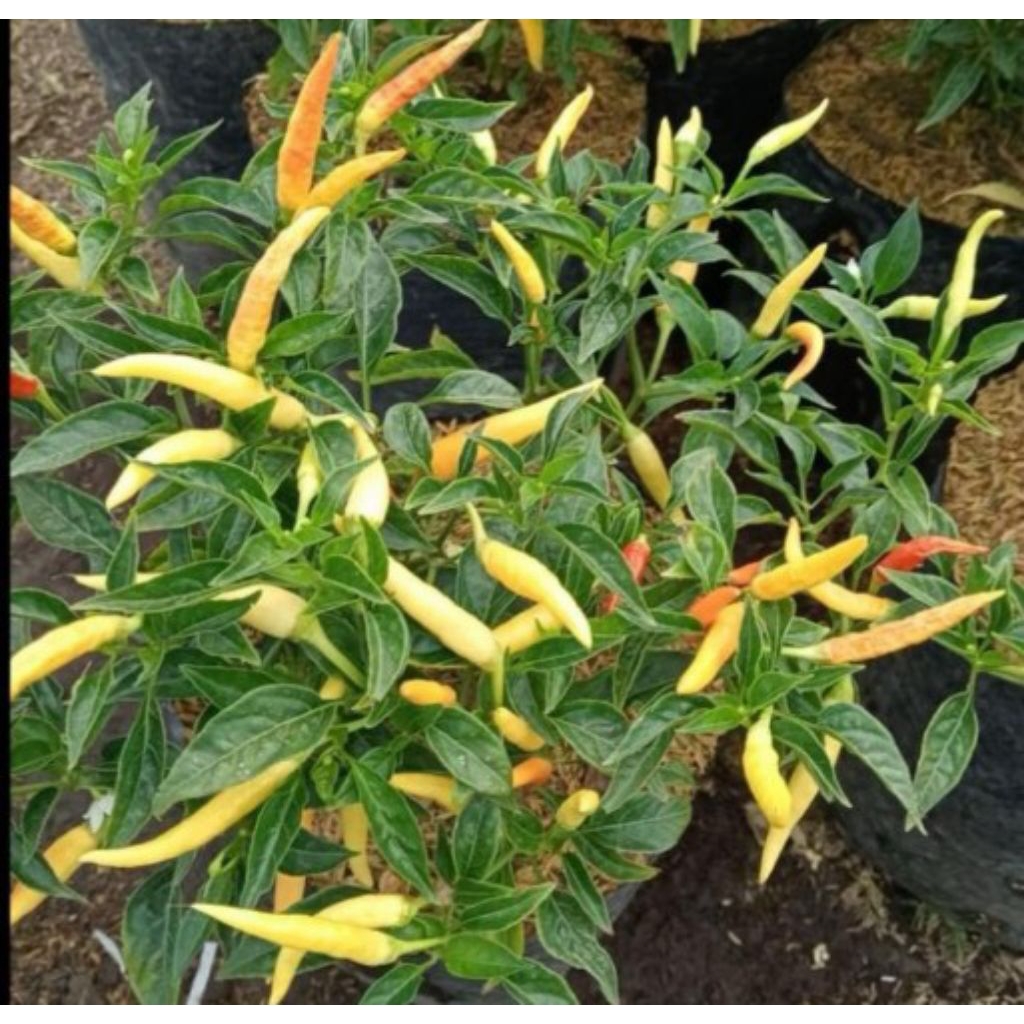 BIBIT POHON CABE SETAN/BIBIT TANAMAN CABE MERAH SETAN