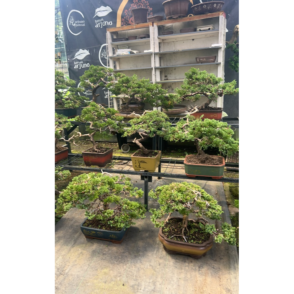 bonsai cemara sinensis jav