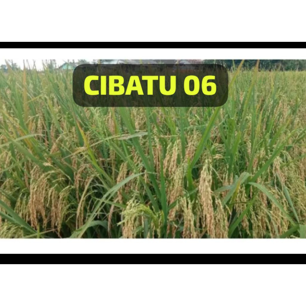 BENIH PADI UNGGUL LOKAL CIBATU 06