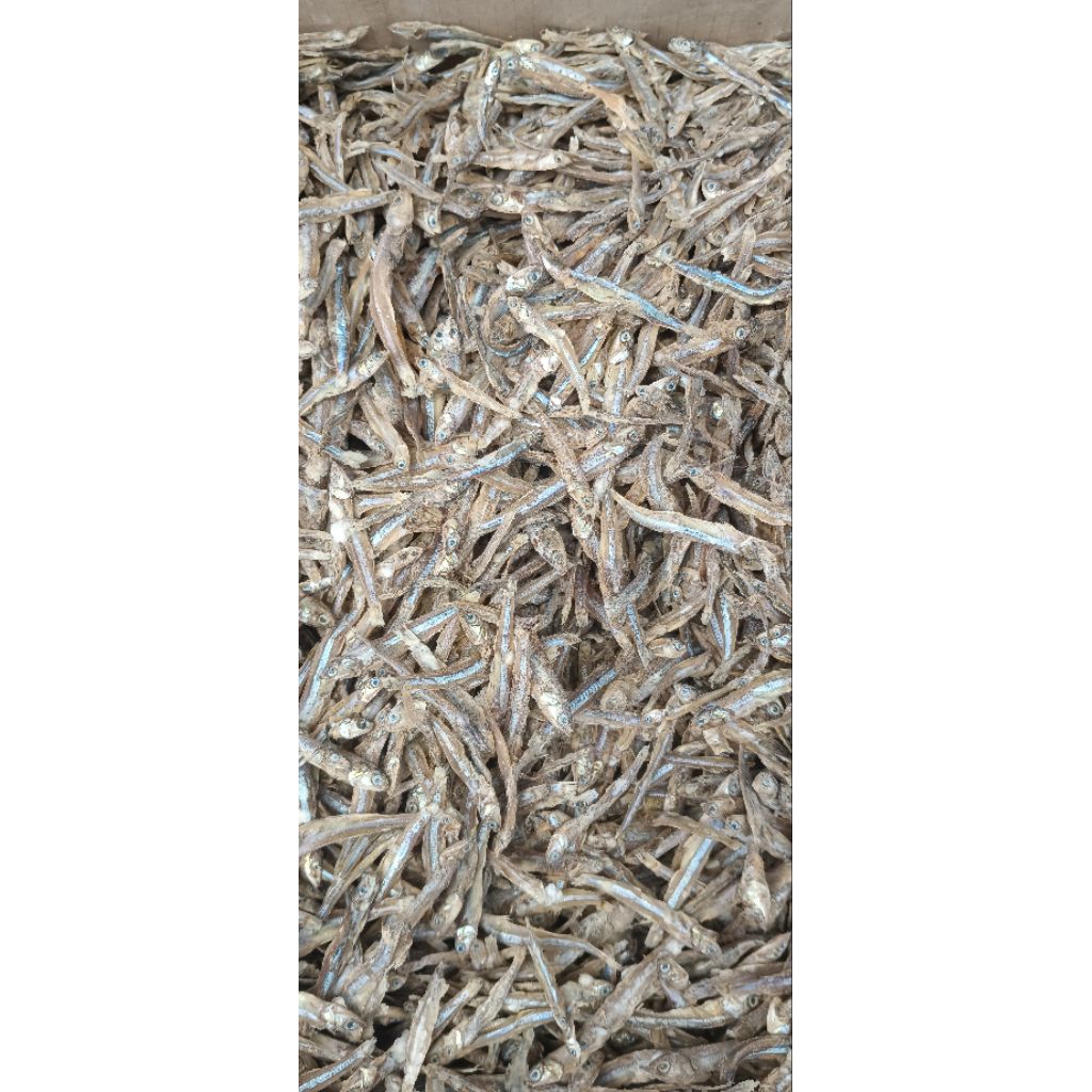 ikan teri tawar besar
