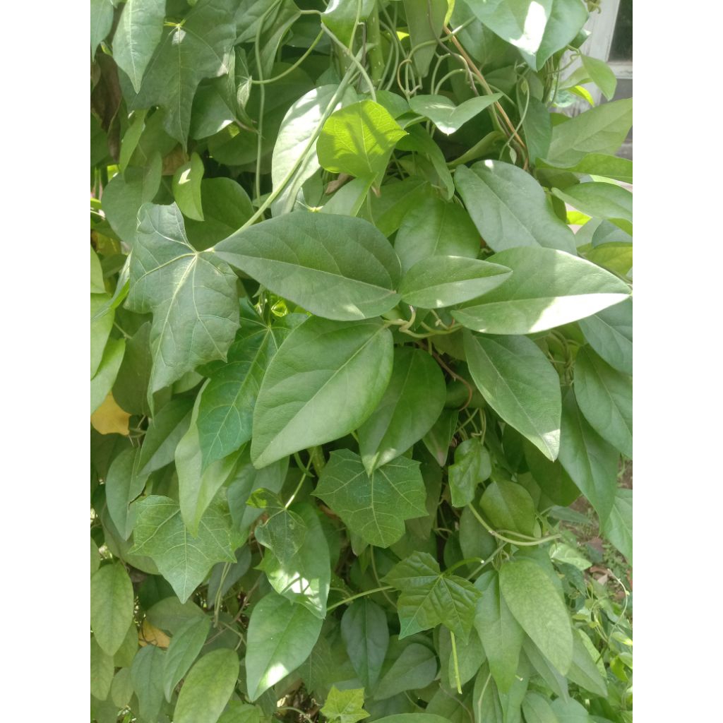 Daun Cincau Cina Rambat Jelly Segar