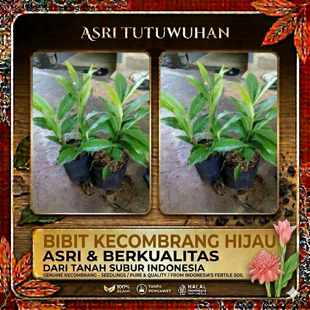 Bibit Pohon Kecombrang Hijau