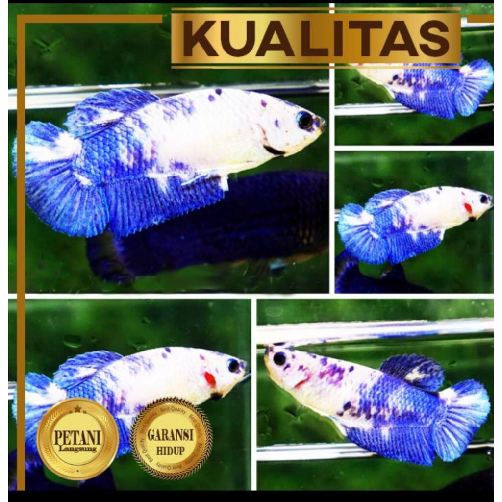 Cupang Betina Blue Panda Ikan Hias