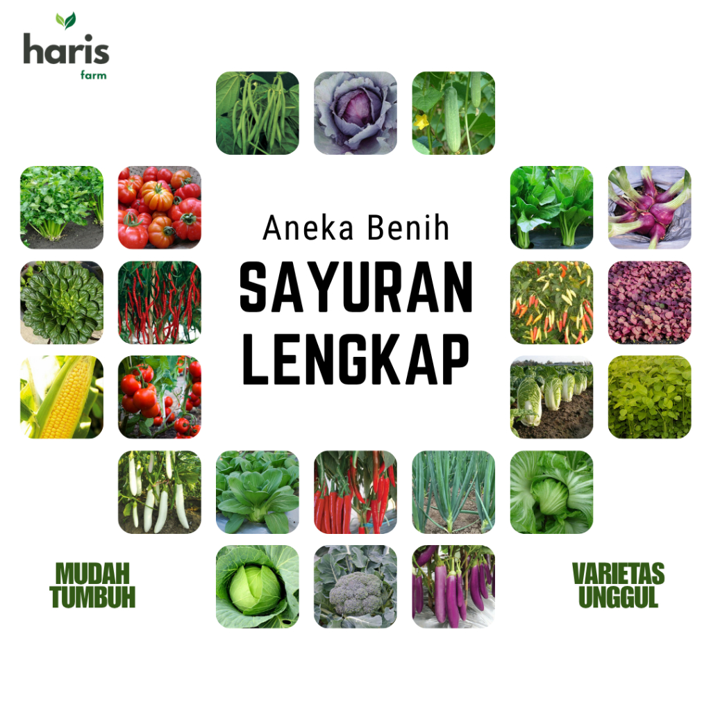 Benih Sayuran Lengkap Bibit Tanaman Sayur Unggul Semua Varian