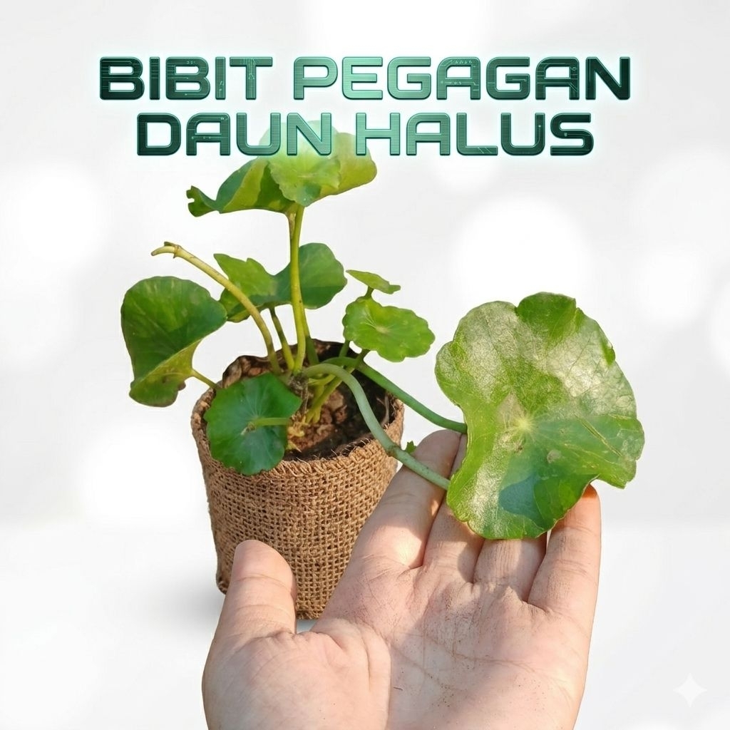 tanaman herbal Pegagan Daun Halus pegagan Air
