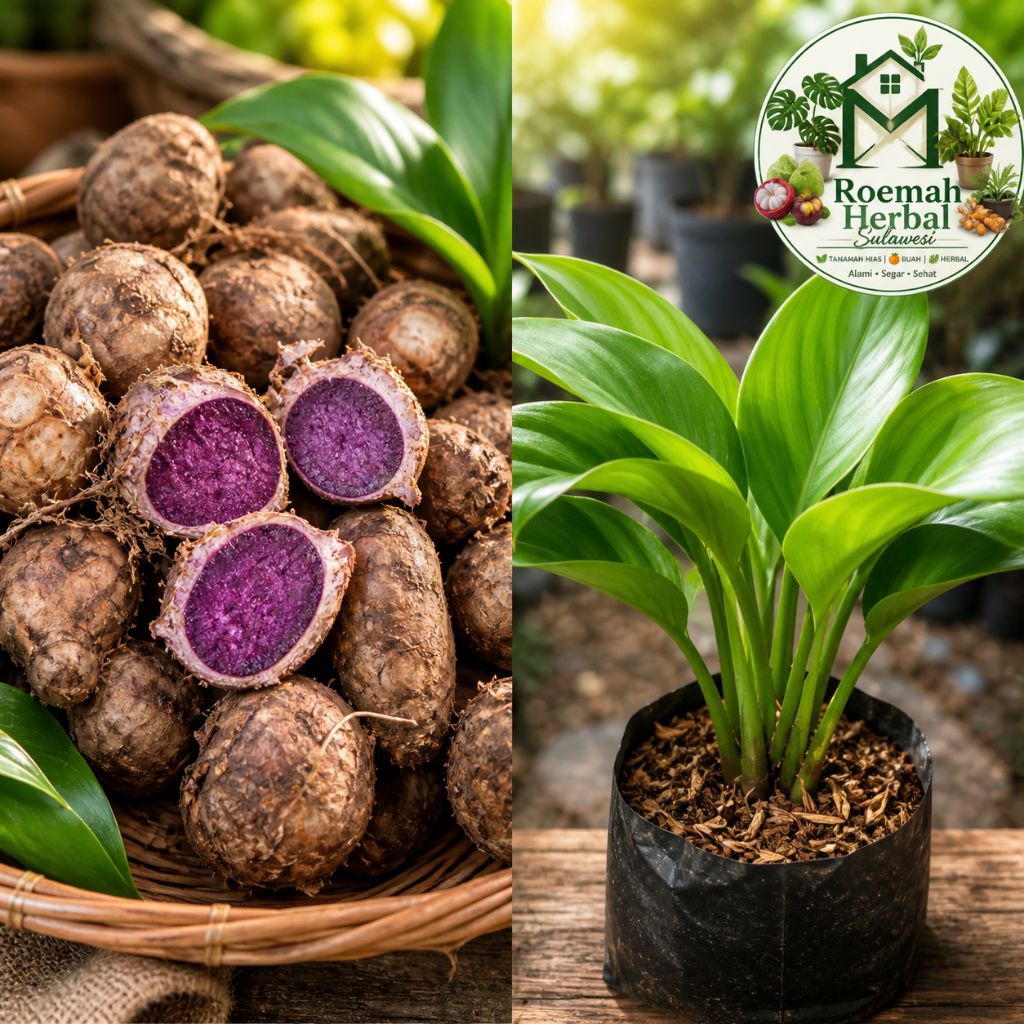 Bibit Kunyit Hitam Unggul (Kaempferia parviflora)