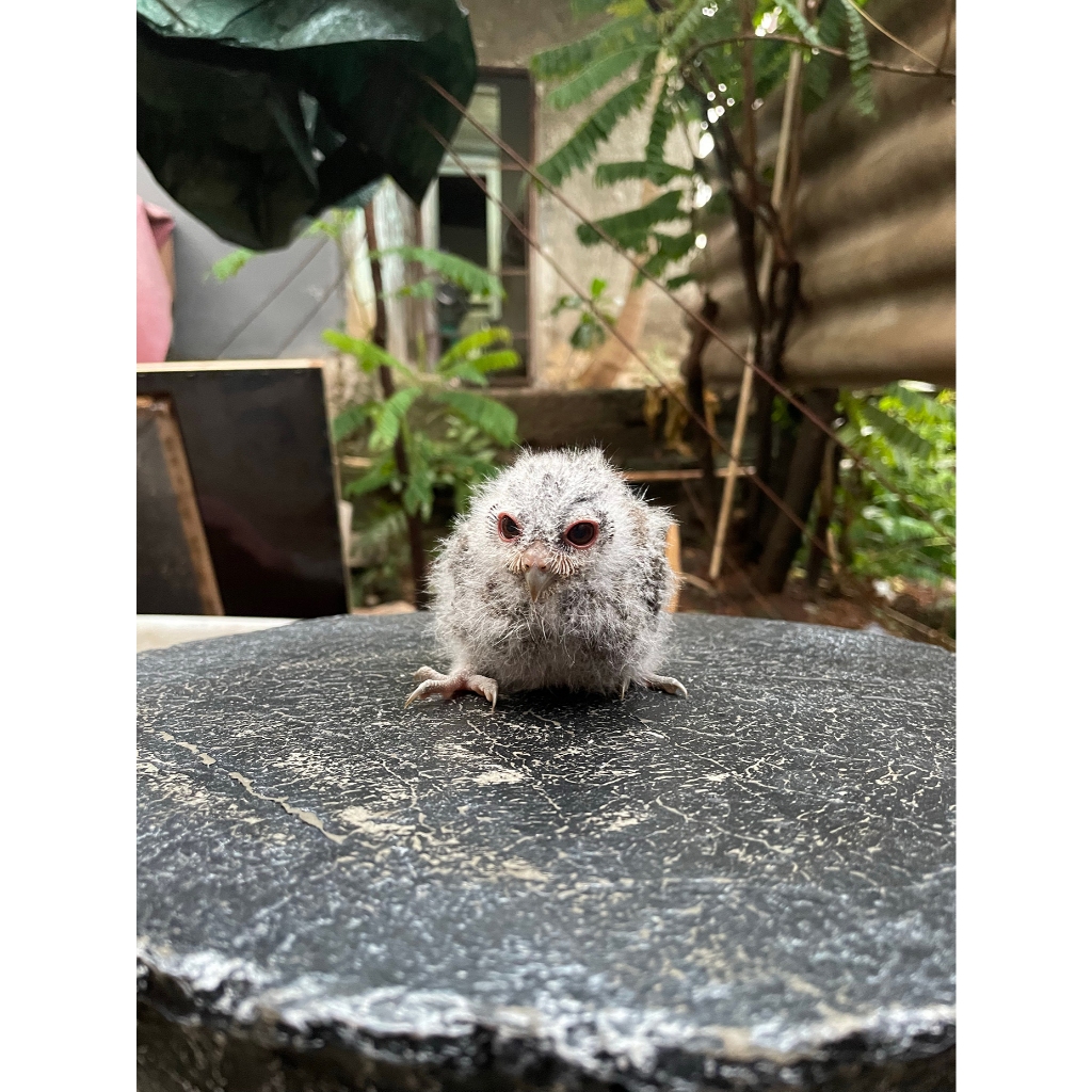 Burung Hantu Owl CELEPUK