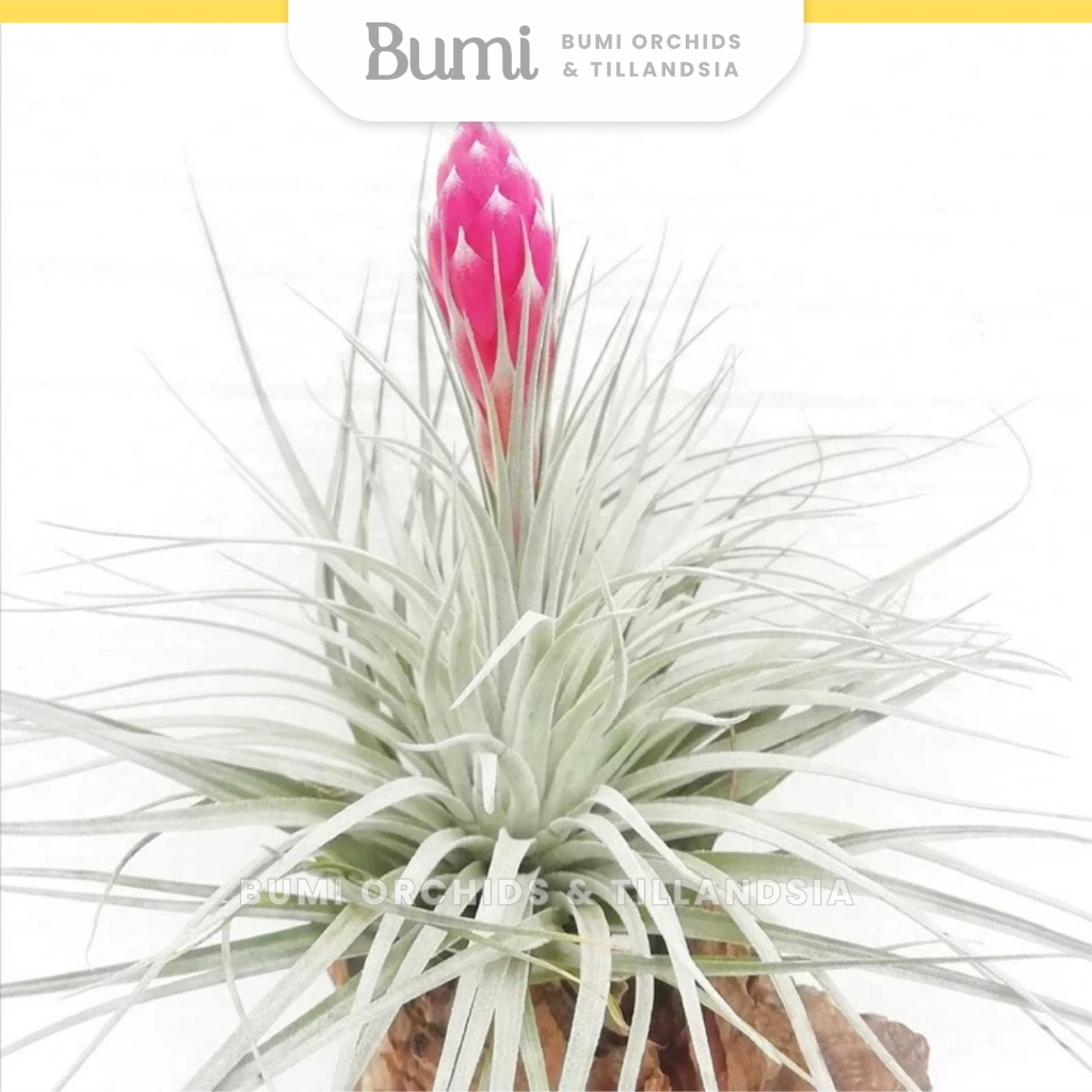 BUMI ORCHIDS Tillandsia Houston 'Cotton Candy' - AIR PLANTS Tanaman Udara Orchids