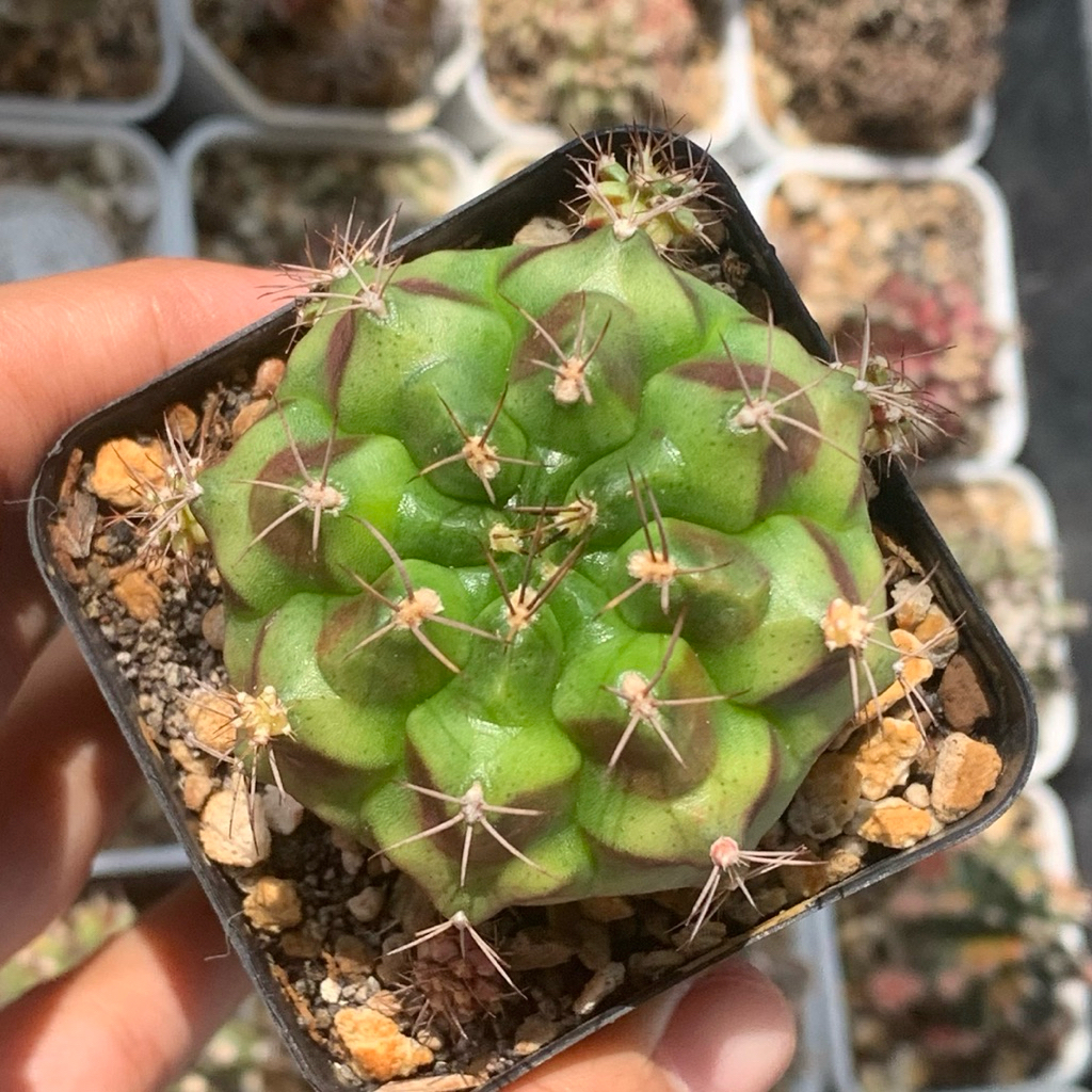 Hc1 gymnocalycium id thailand mihanovichii gymno miha hybrid mihanovichi kaktus  belajar tanaman hia