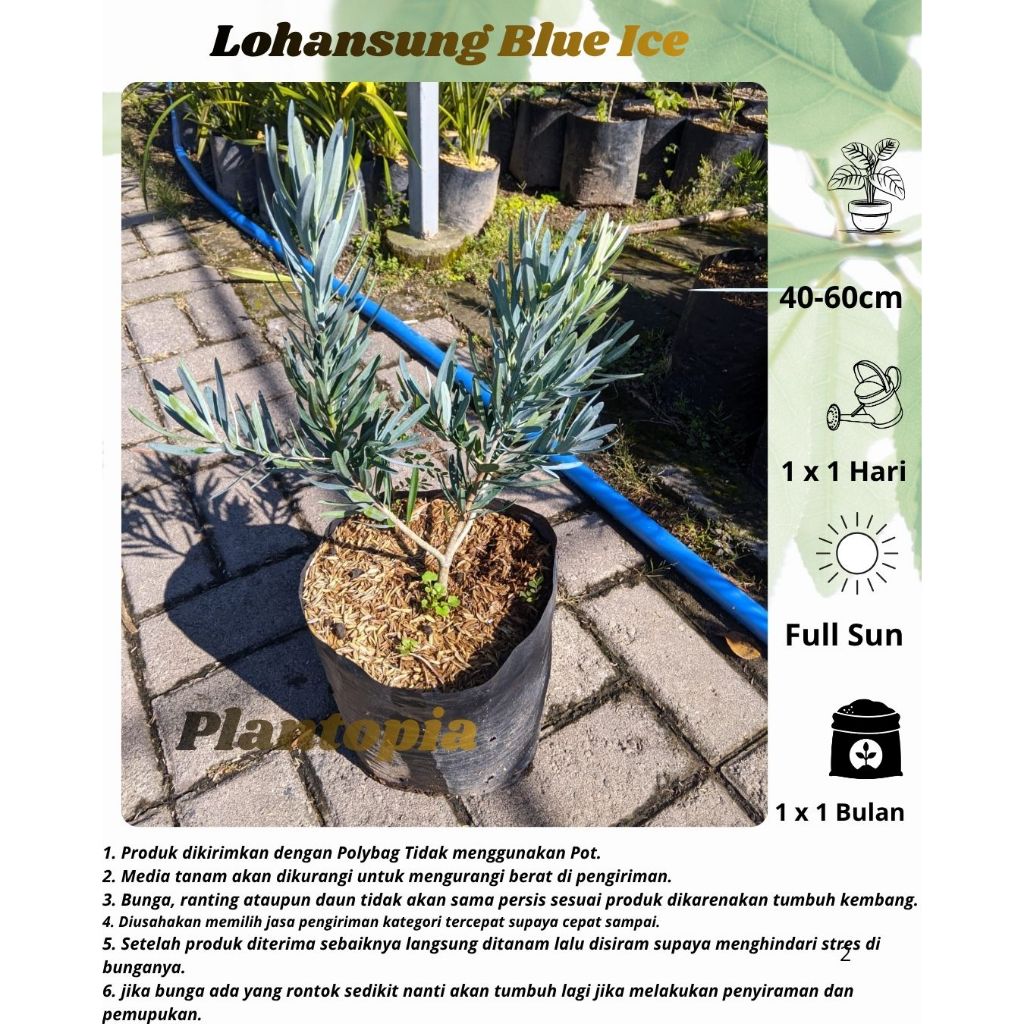 Lohansung Blue Ice Uk +-50cm - Bibit Bahan Baku Bonsai Tanaman Lohansung Blue Ice Ori - Lohansung