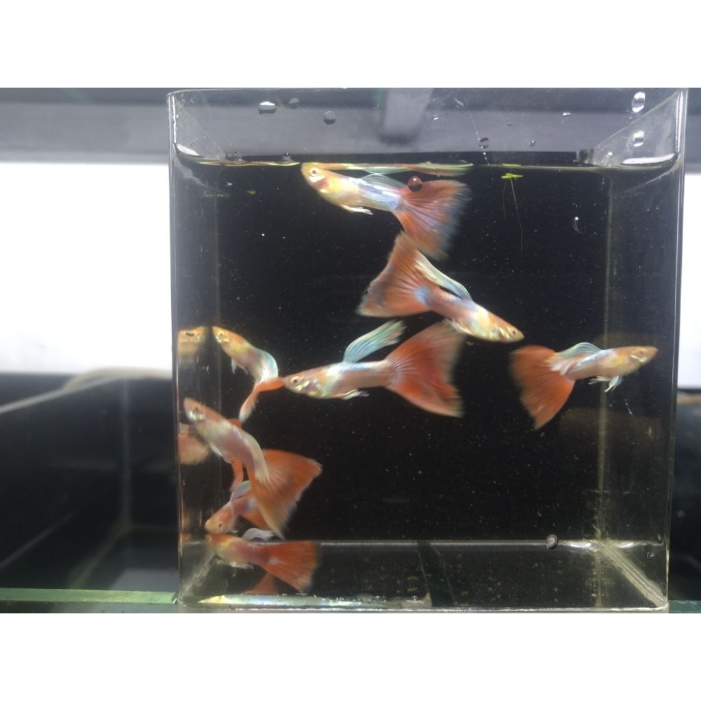 pemanis aquarium Guppy Red Sky Jantan Super Cerah | Ikan Hias Guppy Red Sky Grade Pilihan | Siap Hia