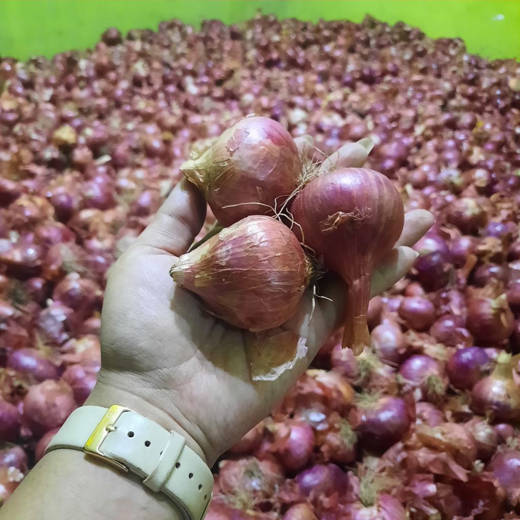 bawang merah joss//kering super//ukuran besar-harga kaki lima//siap kirim