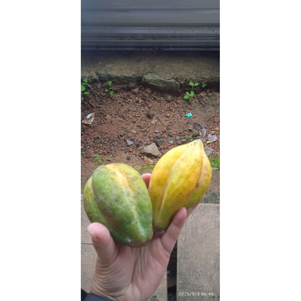 Buah carica/buah carica dieng/carica